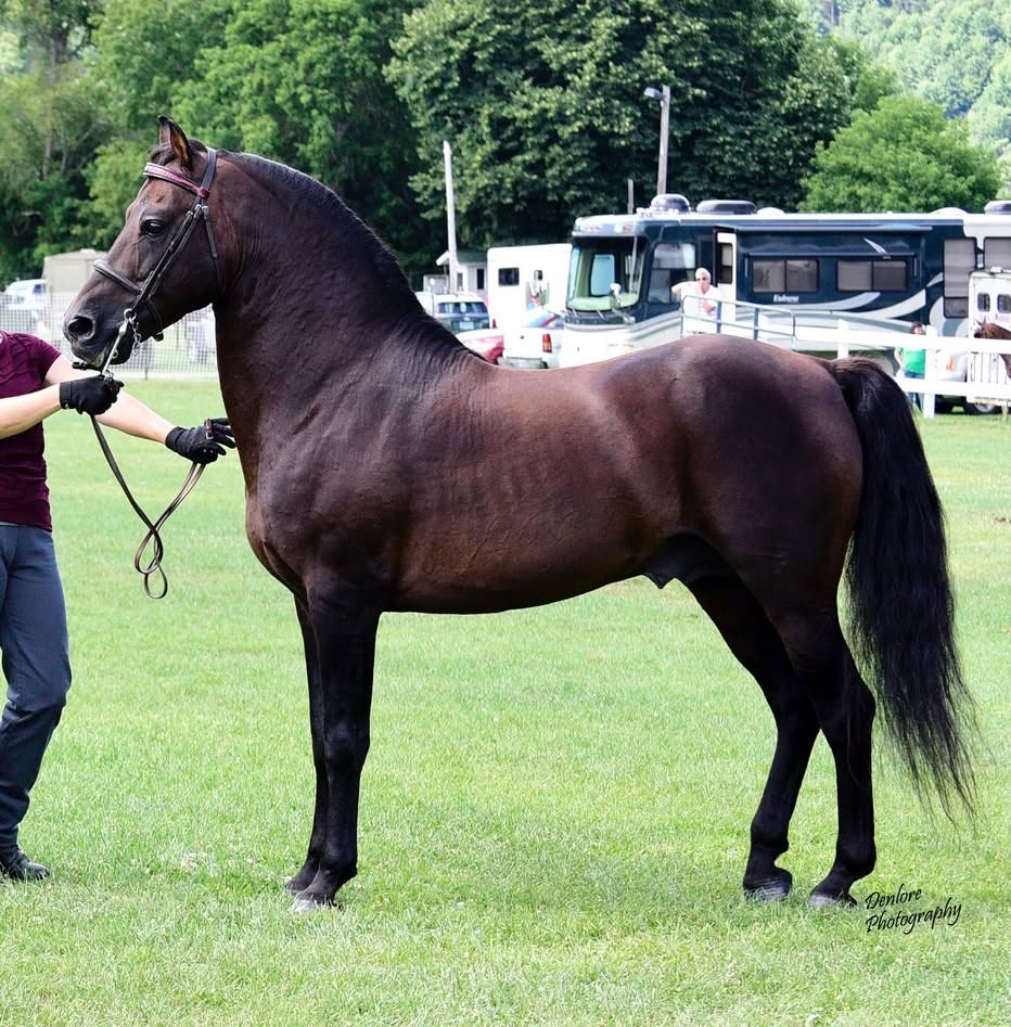 The Lippitt stallion River Riders Rich standing in-hand on grass at a showground, with full tail and crested neck