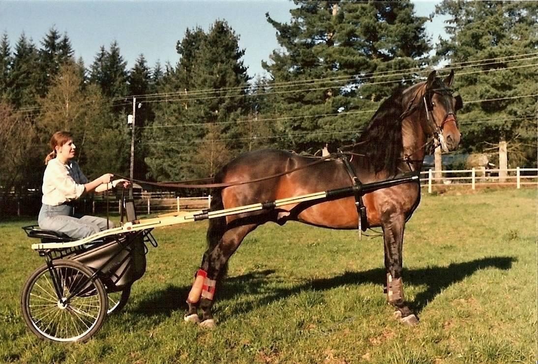 Lippitt Morgan stallion pulling a two-wheeled cart at a brisk trot in a field