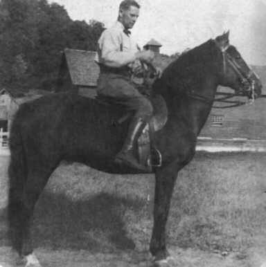 Vintage photograph of the Lippitt stallion Lippitt Billy Ash under saddle