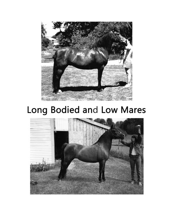 Long bodied and low mares comparison plate, second of three