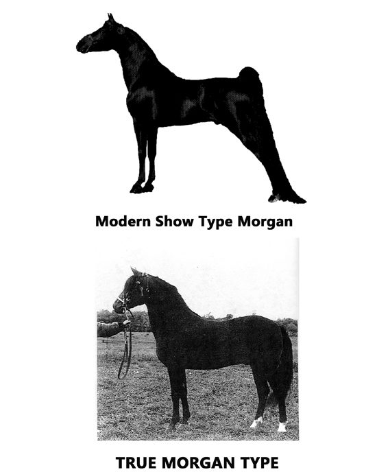 Plate comparing the modern show-type Morgan silhouette with the true Morgan type