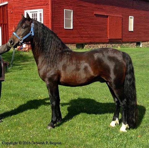 Dark bay Lippitt Morgan stallion standing before a red Vermont barn