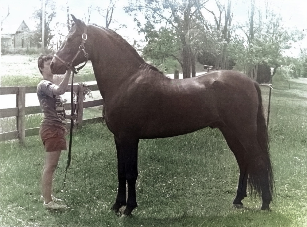Black-and-white photograph of the Lippitt stallion Winloc Major Gifford standing at a fence